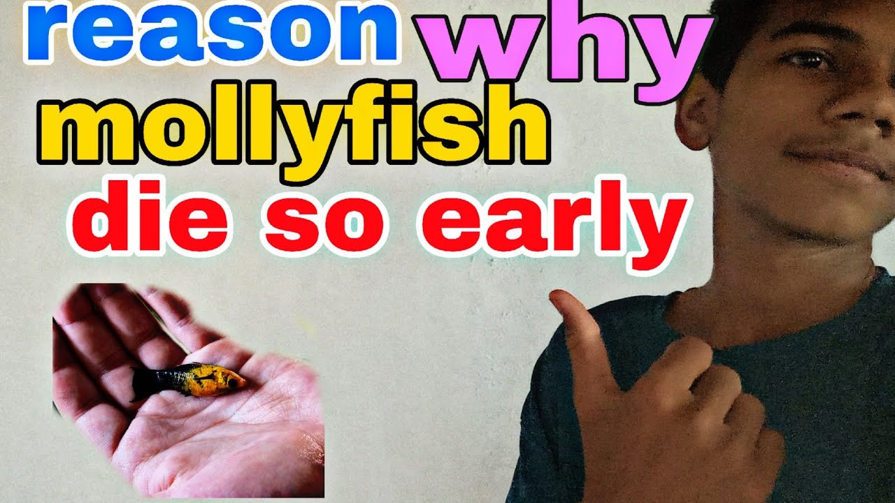 Why do molly fish die so quickly & early // biggest mistake while