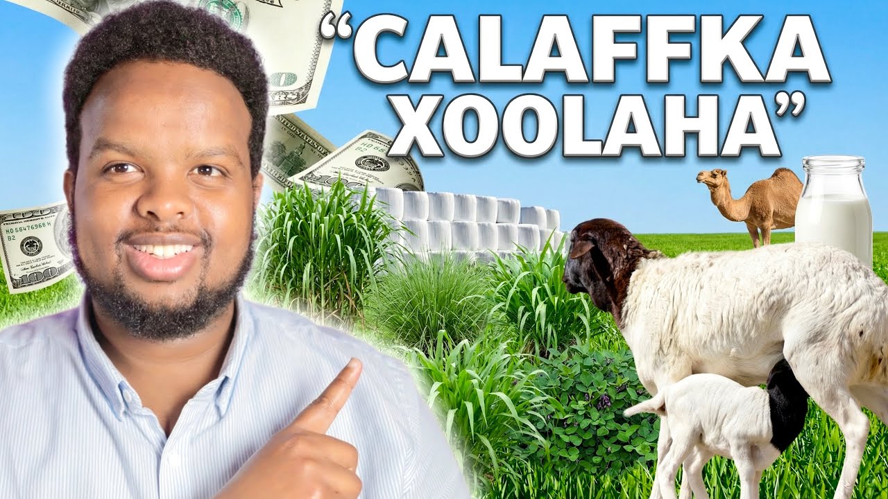 1000 DOOLAR KA SHAQAYSO CALAFKA XOOLAHA - Livestock Feed Business 