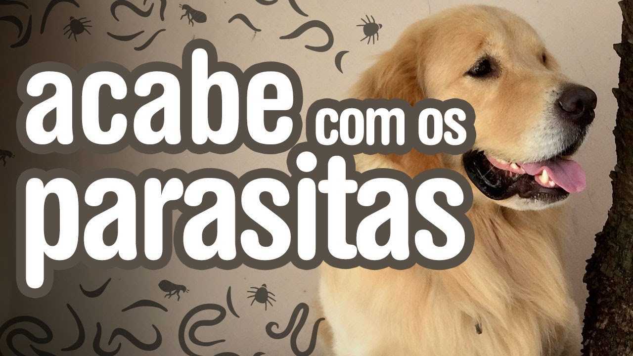 remedio para pulgas e carrapatos barato
