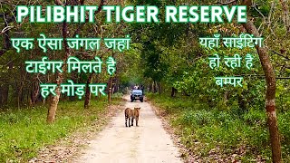 Pilibhit Tiger Reserve “ऐसे दिख रहें हैं यहाँ टाईगर”