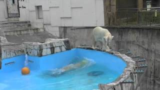 プールで追いかけっこするホッキョクグマ~Polar Bears run in pool