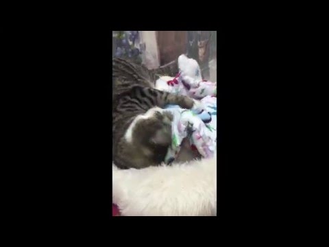 special needs animals for adoption near me Pixie and catnip
