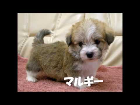 コーギーのかわいいミックス犬をたくさん紹介 Youtube