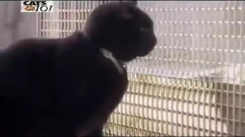 Video 10571341: british domestic cat, cat training, cat old