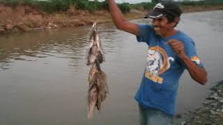 pezca  de tilapia . en rio chamelecon