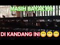 ada apa yah ayam sampe pada keluar dari kandangnya.....