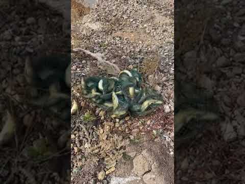Serpme ile balık