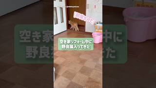 空き家リフォーム中に野良猫入ってきた