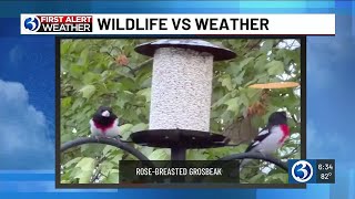 First Alert Weather Extra: Learn more about the Rose-Breasted Grosbeak