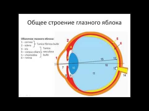 Видеоурок орган зрения глаз