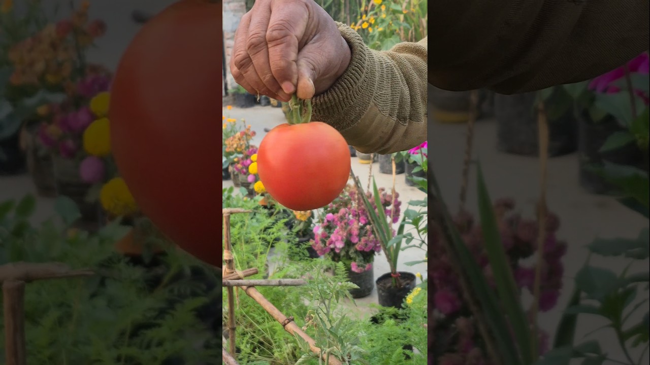 সকলে ছাদ বাগান করি, আর আনন্দে সবকিছু হারভেস্ট করি 