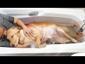 등산 후 목욕하다 잠들어버린 큰 강아지 My Dog Sleeping in a Bath