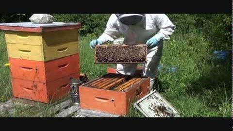 Splitting Beehive in Springtime  Part II