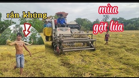 Bắt chuột, đầu mùa gặt lúa, miền tây vô rắn khủng #cônghímiềntây #mùagặtlúa #chuộtđồng
