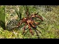 Insect Spider Simulator 3D - Android / iOS - Gameplay