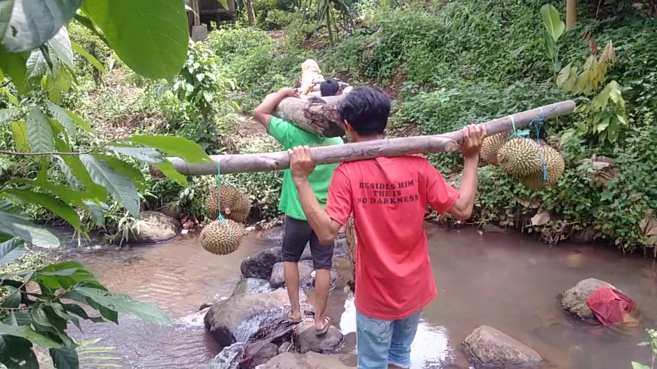 Nyari duren sekalian nyari kayu bakar. - YouTube