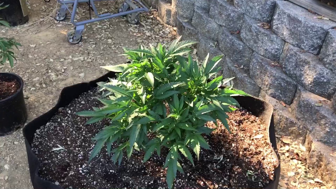 Outdoor medical marijuana grow 2017: Update 4