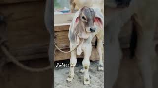 Shokat Dogar Brahman Breed In Stan