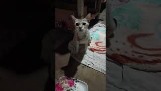 Chiku labour pain 🥹#like #cute #love #views