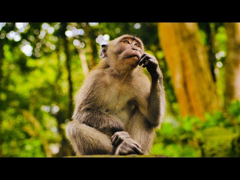 بشر أم حيوان       بشر أم حيوان