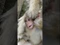 MONYET LUCU CARI KUTU (THE MONKEY SEARCHING FLEAS) #monkey #apes #ai #animal #pets #funnymonkey