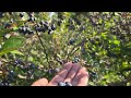 Strolling through the blueberry grove