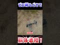 ゼロ戦もどきで胴体着陸!!!!【WarThunder】#warthunder