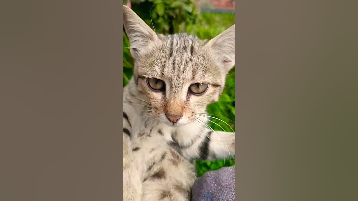 cat with beautiful eyes #shortvideo #shorts #shortsvideo