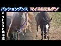 マイネルモルゲン(25歳)&パッションダンス(17歳) ホーストラスト北海道