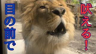 Orito suddenly gets close! He roars right in front of you!! 【Asahiyama Zoo Lion】