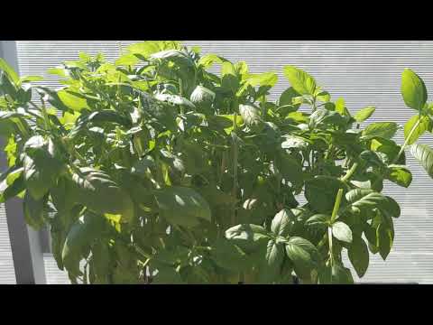 ቪዲዮ: Genovese Basil ይጠቅማል - የጄኖቬዝ ባሲል እፅዋትን በእፅዋት አትክልት ውስጥ እንዴት ማደግ እንደሚቻል