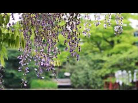 アカシアの雨がやむとき(T.Sax Solo)　原曲♪西田佐知子
