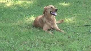 Guy Nashville Dog Trainer 113: Training A Golden Retriever