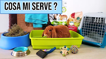 Cosa rappresenta il coniglio bianco?