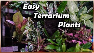 Plants For Terrariums || Terrarium Tuesday