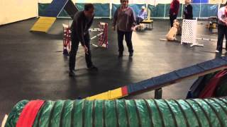 Nova Eskie Agility Class 1