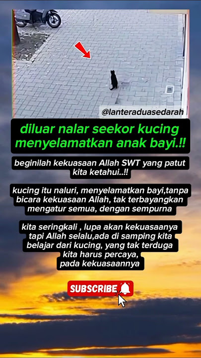 detik detik kucing menyelamatkan 4n4k b4y!⁉️ #shorts #ceritaislami #trendingshorts #masukberanda