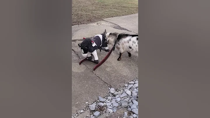 Goat Blippi and his pony friend