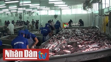 Cá tra xuất khẩu sang Mỹ tăng mạnh | Truyền Hình Nhân Dân