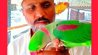 Raw beautiful hand tame parrot bird/Raw green talking parrot bird/raw#viral#video. by Birds Lover  72 views 2 months ago 1 minute, 7 seconds