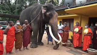 Nadungamuwe raja / The Nedungamuwe Elephant was silent while preaching Pirith