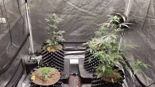 Weekly update Octopot grow #16 Day 49 Skunk #1, Jack Herer, Lemon Tree. Day 28 Wedding Cake.