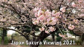 Japan Sakura Cherry Blossoms Park 2021.03.26 Hanami 花見 桜 日本 ASMR Meditate Relax Tokyo Suburb Kids