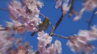 20170215Spring signs Part2-HD