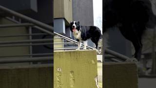 jumping dog#barkour #dog #bordercollie #dogtraining #parkour #topdog #activedog #doglover #bark