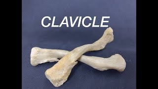 CLAVICLE - GENERAL FEATURES AND ATTACHMENTS