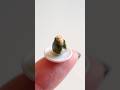 Clay Art | Miniature Tuna Mayo Onigiri | 粘土でつくるミニチュアのツナマヨおにぎり #miniaturefood #miniature #ミニチュア