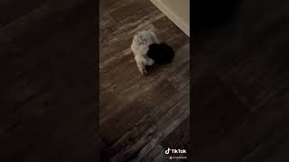 Typical Havanese Cuteness Manipulation!