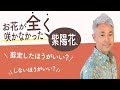 お花が全く咲かなかった紫陽花、剪定したほうがいい？しないほうがいい？【古屋が勝手に答えます】