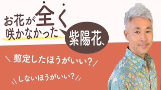 お花が全く咲かなかった紫陽花、剪定したほうがいい？しないほうがいい？【古屋が勝手に答えます】